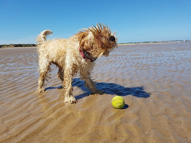beach-2427290_1280