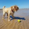 beach-2427290_1280