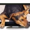 dog computer